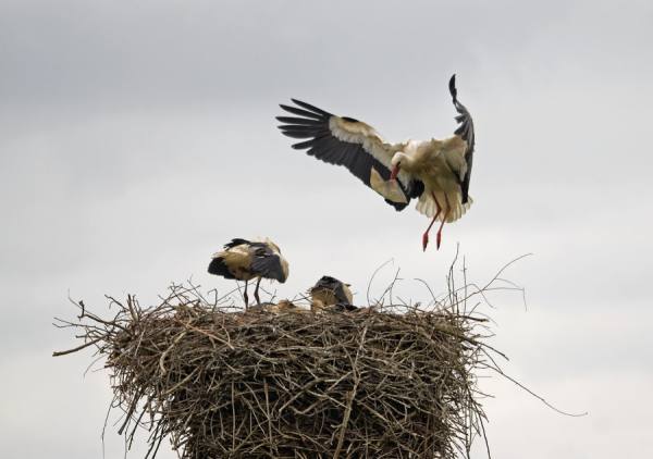 Photograph Gert Van Den Bosch The Mail Comes In on One Eyeland